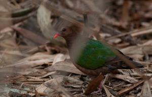 翠翼鳩