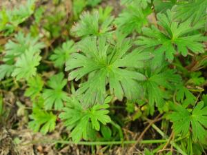 野老鸛草