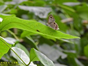 台灣波紋蛇目蝶