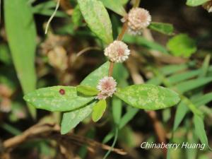 蝦鉗菜 (蓮子草 )