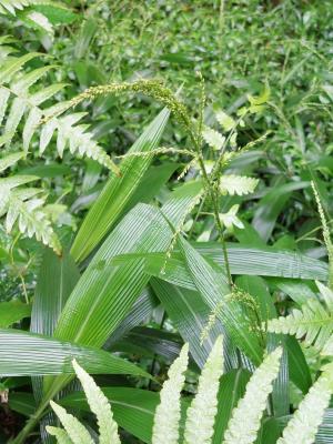 棕葉狗尾草