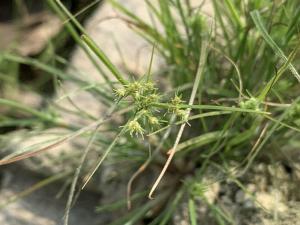 大屯山飄拂草