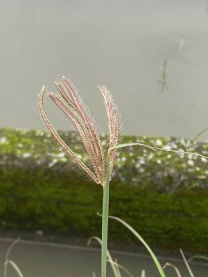 虎尾草、刺虎尾草、孟仁草