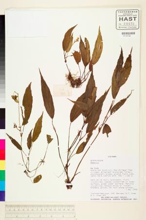 Begonia hatacoa標本_BRCM 1962