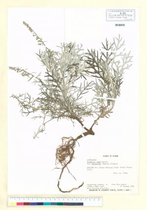 Artemisia somai Hayata var. batakensis (Hayata) Kitam._標本_BRCM 7204