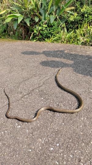 過山刀