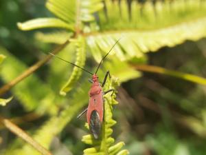 豔紅獵椿