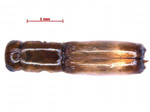 Dinoplatypus flectus (Niijima & Murayama, 1931) 黃拱截尾長小蠹