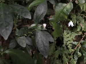 鐘花草 (鐘刺草)