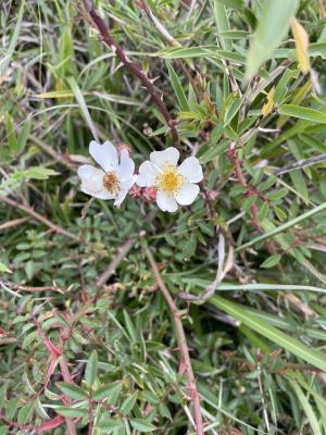 高山薔薇