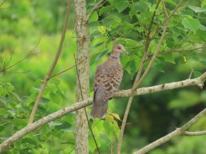 金背鳩(台灣亞種)