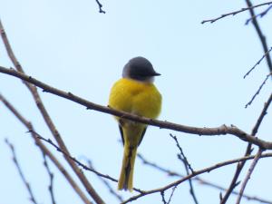 灰喉山椒鳥