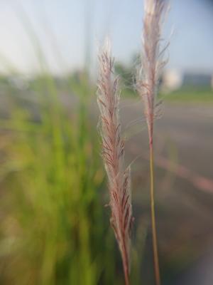 白茅 (茅針 茅根 茅草)