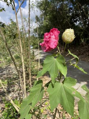 木芙蓉