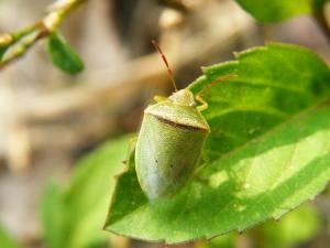 Piezodorus hybneri 