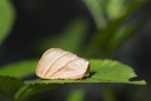 灰雙線刺蛾