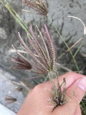 虎尾草、刺虎尾草、孟仁草