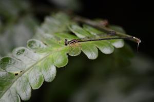 白狹扇蟌 (環紋琵蟌)