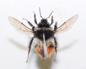 信義熊蜂 Bombus formosellus