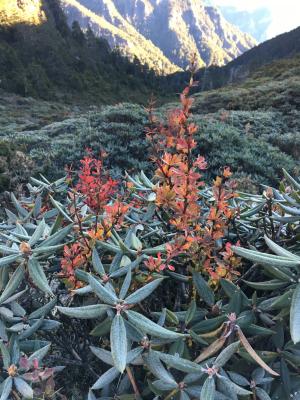 玉山小檗