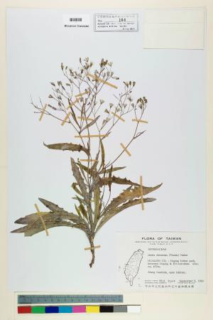 Ixeris chinensis (Thunb.) Nakai_標本_BRCM 6434
