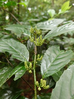 臺灣山桂花