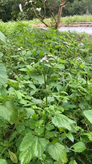 勝紅薊 (藿香薊)