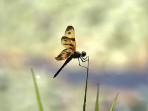 斑麗翅蜻 (arria 亞種)