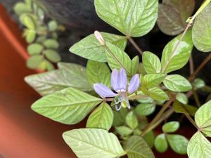 皺子白花菜