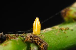 20090919_347323_Appias lyncida eleonora_e.jpg