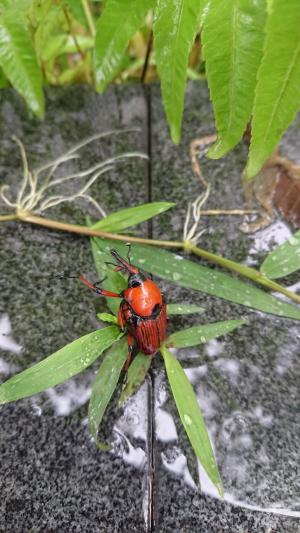 竹象鼻蟲 (直椎象)