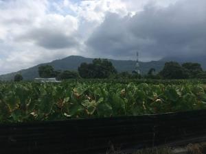 干城村內芋頭田景觀