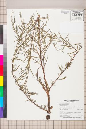 Ludwigia linearis Walter_標本_BRCM 3468