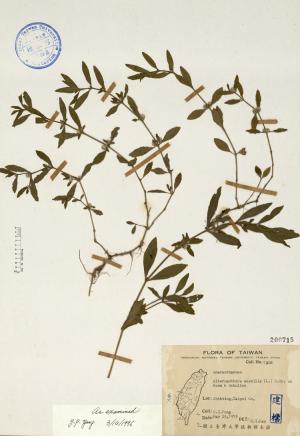 Alternanthera sessilis (L.) R. Brown ex Roem. & Schultes_標本_BRCM 4646