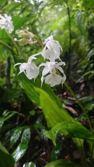 阿里山根節蘭