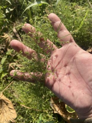 大屯山飄拂草