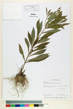 Rhynchospermum verticillatum Reinw._標本_BRCM 6793