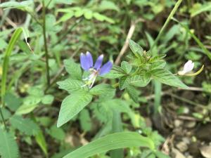 皺子白花菜