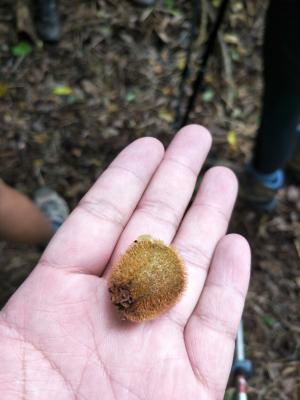 台灣羊桃