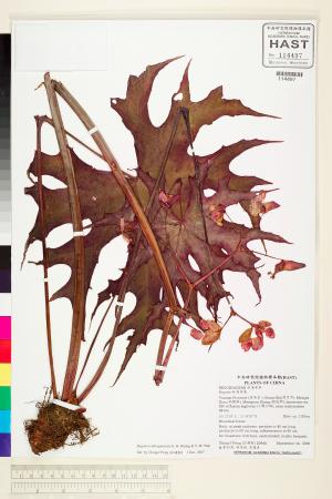 Begonia rubropunctata標本_BRCM 2070