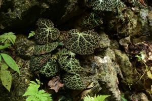 Begonia nahangensis Aver. & H.Q.Nguyen