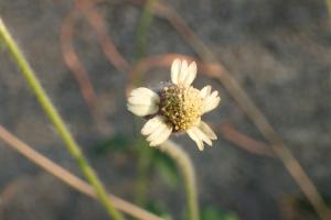 長柄菊