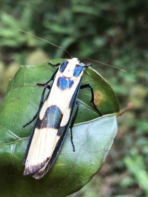 閃光苔蛾