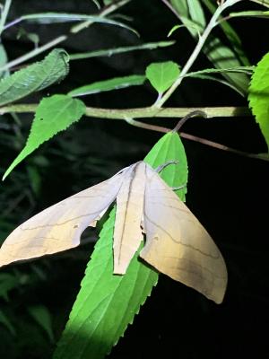 缺六點天蛾 台灣亞種