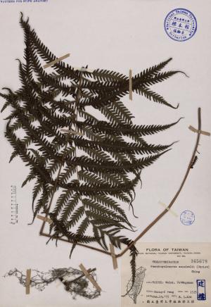 Pseudocyclosorus esquirelii (Christ) Ching_標本_BRCM 3815