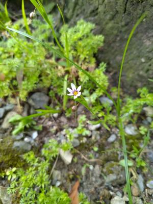 鳶尾葉庭菖蒲