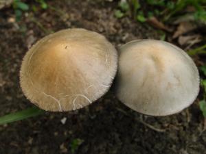 Panaeolus papilionaceus(蝶形班褶菇)