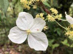 華八仙(華南分布)