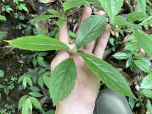 華八仙(華南分布)