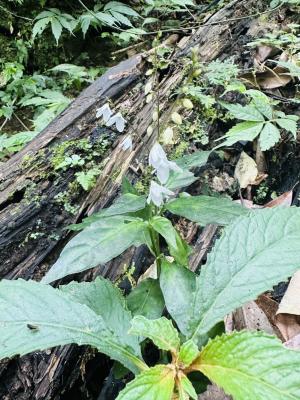 鐘花草 (鐘刺草)